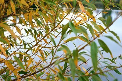 Low angle view of tree