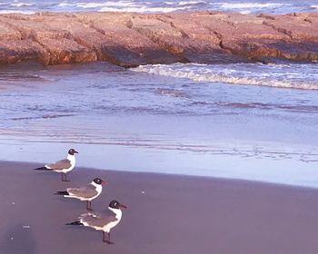 Seagulls perching on beach