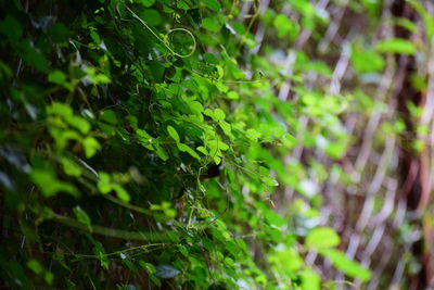 Close-up of fresh green plant in forest