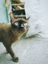 High angle view of cat on floor