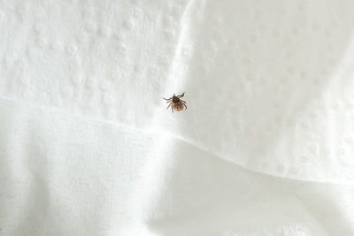 Close-up of spider on wall