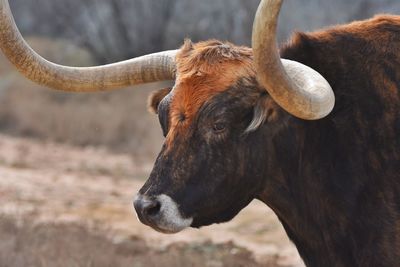 Close-up of texas longhorn cattle