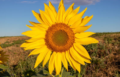 Sunflower with green bud sunflower blossom - healthy lifestyles, ecology, organic farming, gardening