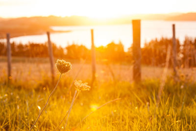 Close-up of yellow flowers growing in field