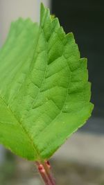 Close-up of green leaves