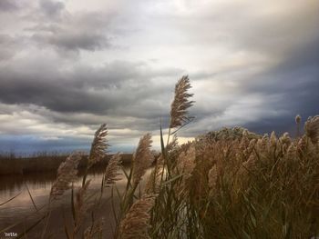 Wheat growing on field against sky