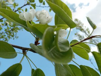 Low angle view of white flowering plant against sky