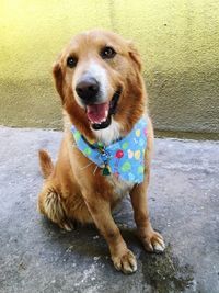 Portrait of dog sitting outdoors