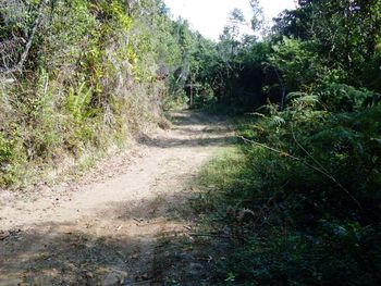 Narrow pathway along trees