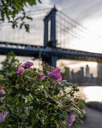 Close-up of pink flowering plant against building