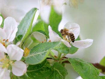Close-up of bee pollinating on white flowers