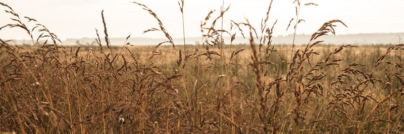 Autumn natural landscape of golden brown dry withered pampas wheat grass straw. banner