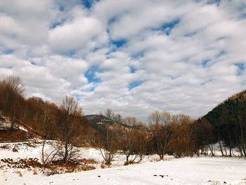 Trees on snow covered field against sky