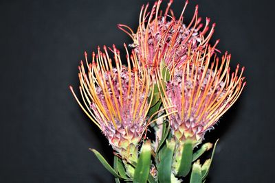 Close-up of flower against black background