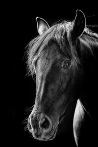 Close-up of animal eye over black background