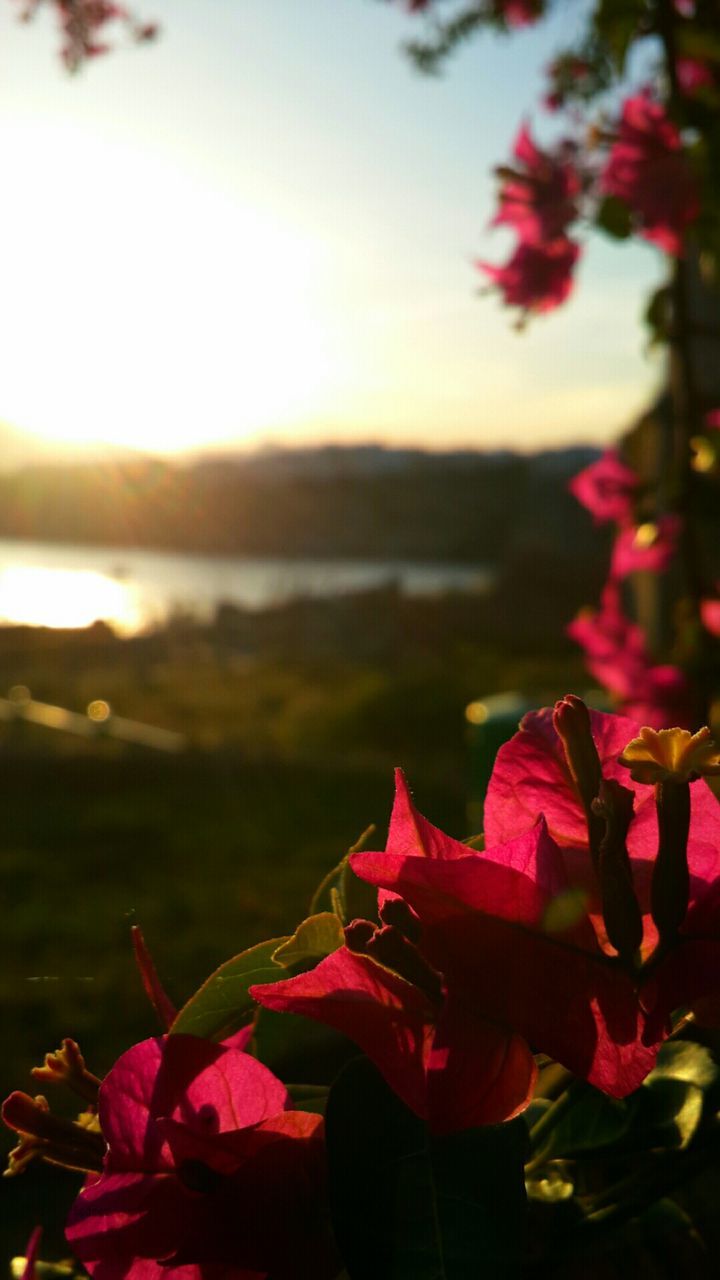 flower, beauty in nature, nature, petal, growth, sunset, fragility, outdoors, plant, flower head, no people, focus on foreground, scenics, close-up, pink color, sky, bougainvillea, water, freshness, blooming, day