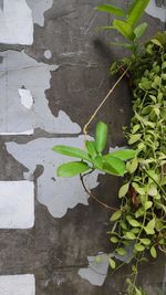 Close-up of ivy growing on wall