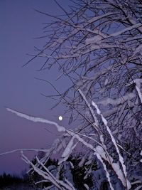 Low angle view of bare tree against clear sky