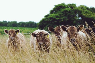 Cows grazing in a field