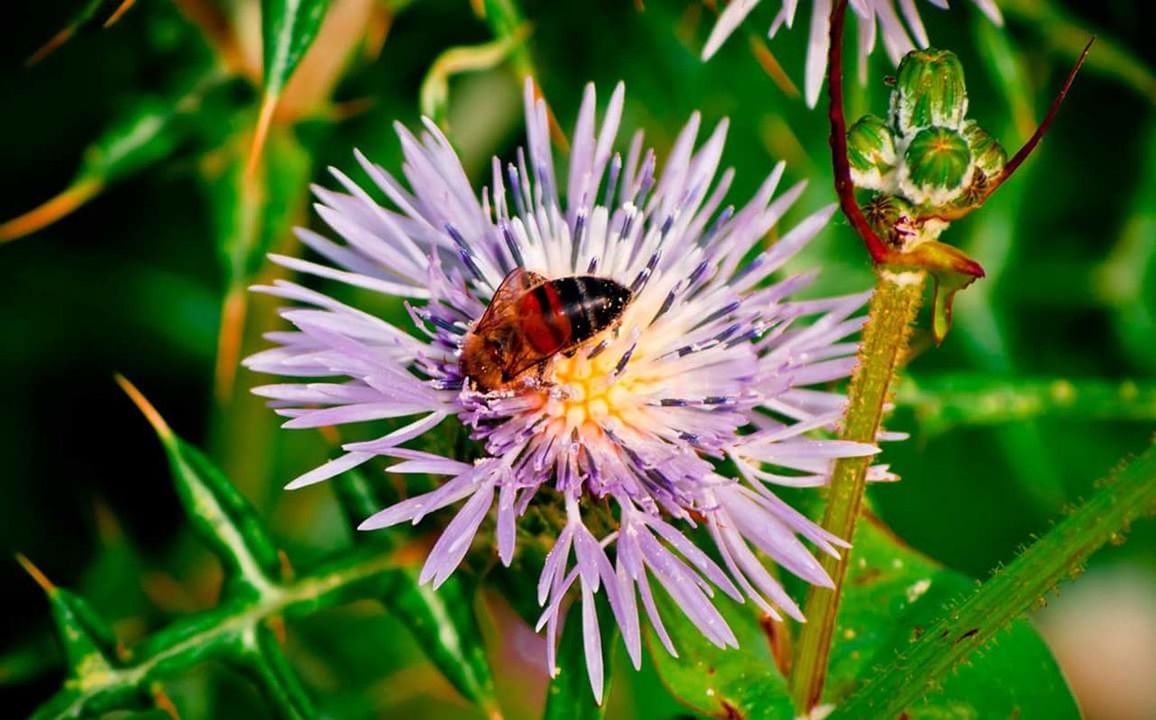 CLOSE-UP OF BEE POLLINATING ON PURPLE FLOWER