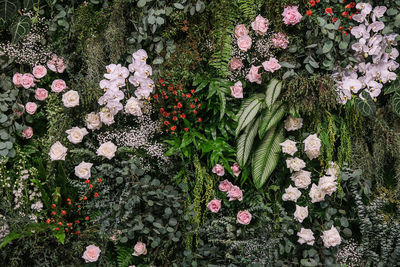 High angle view of pink flowering plants