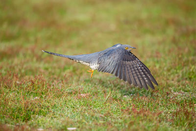 Bird flying over a field