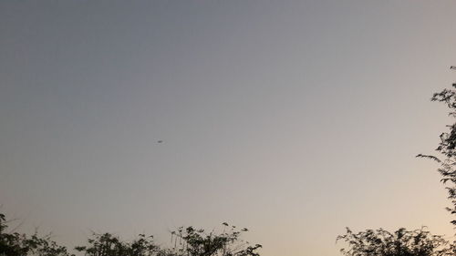 Low angle view of silhouette trees against clear sky