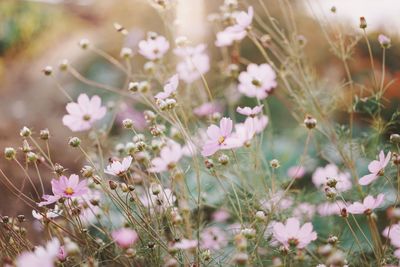 Close-up of pink wildflowers blooming outdoors