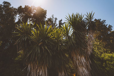 Low angle view of palm trees against sky