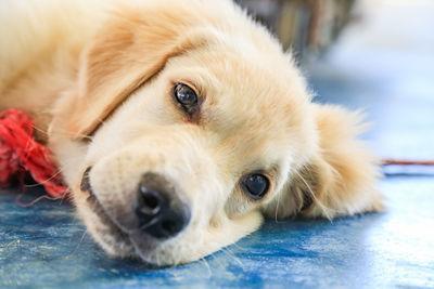 Close-up portrait of dog lying down