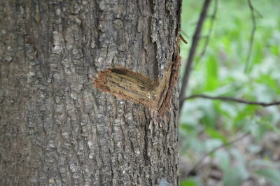 Close-up of insect on tree trunk