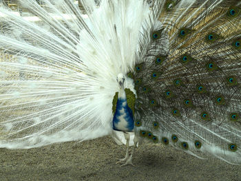 Fanned out albino peacock on field