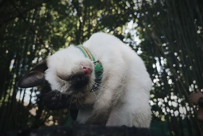 Close-up of a cat