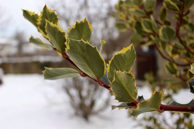 Close-up of fresh green leaves on plant