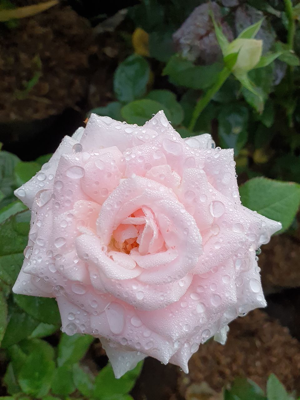 CLOSE-UP OF RAINDROPS ON ROSE