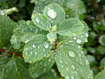 Close-up of wet plant leaves during rainy season
