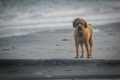 Portrait of dog standing on beach