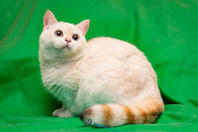 Golden color point british cat with blue eyes