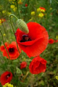 Close-up of red flower