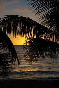 Silhouette palm trees by sea against sky during sunset