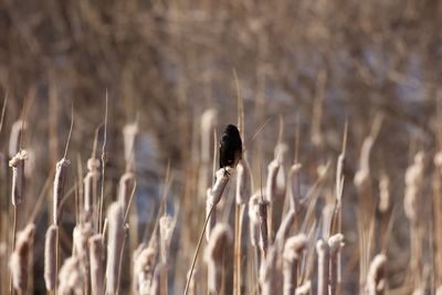 Close-up of stalks in field