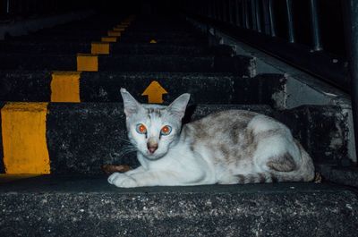 Portrait of cat sitting on steps