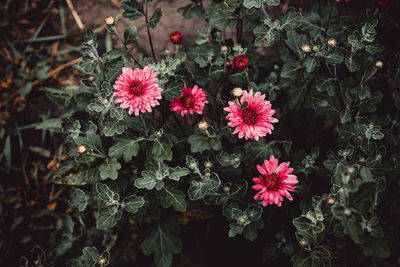 High angle view of pink flowering plants