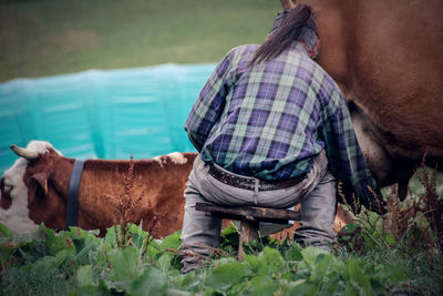 Man with cows sitting on field