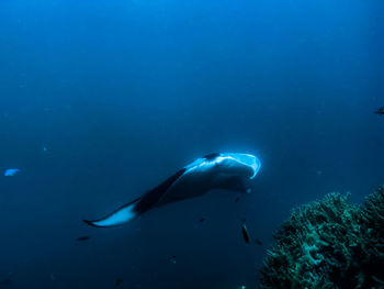 Low section of man swimming in sea