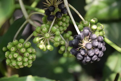 Close-up of berries growing on tree