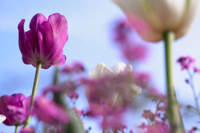 Close-up of pink flowering plant