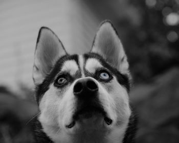 Close-up portrait of a dog