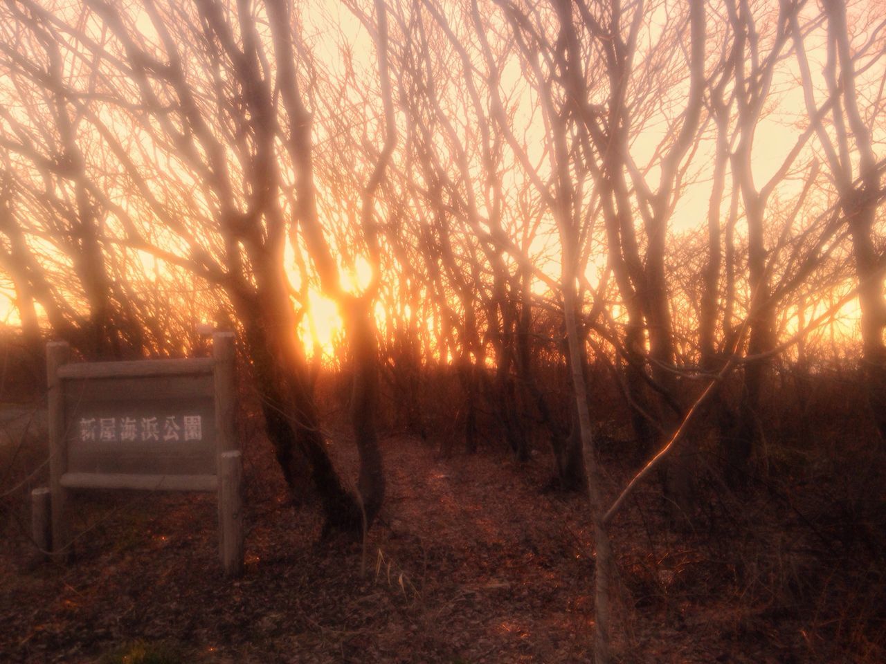 sunset, sunlight, nature, outdoors, tree, no people, plant, beauty in nature, sky, day