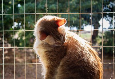 Close-up of a cat looking away